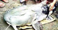 মৌলভীবাজারে প্রকাশ্যে বিক্রি হলে ১১০ কেজি ওজনের বাঘাইড় মাছ